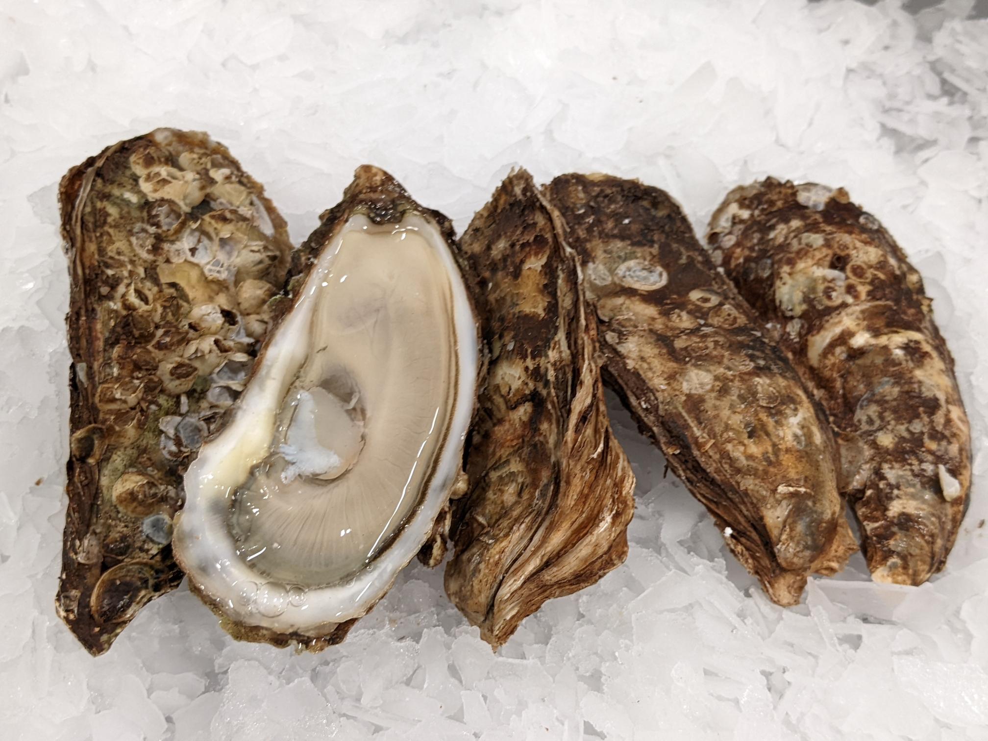 Oysters In Stock